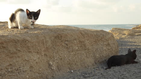 two cats play together on rocks overlooking the ocean