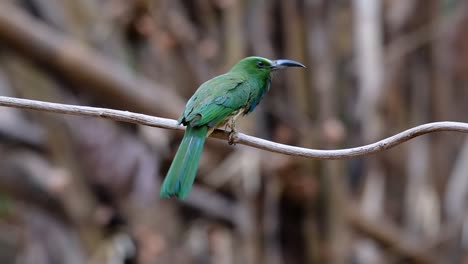 El-Abejaruco-De-Barba-Azul-Se-Encuentra-En-La-Península-De-Malaya,-Incluida-Tailandia,-En-Claros-De-Bosques-Particulares