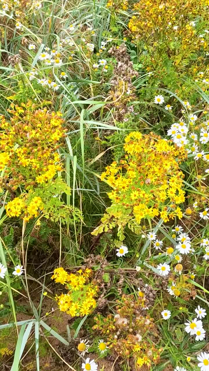 flores amarillas de ragwort en medio de un follaje verde exuberante