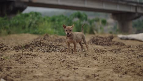 small dog in a rural setting