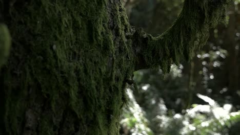 Slow-motion-hand-held-shot-of-moss-covered-tree-and-blurred-forest-background