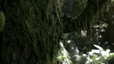 slow motion hand held shot of moss covered tree and blurred forest background