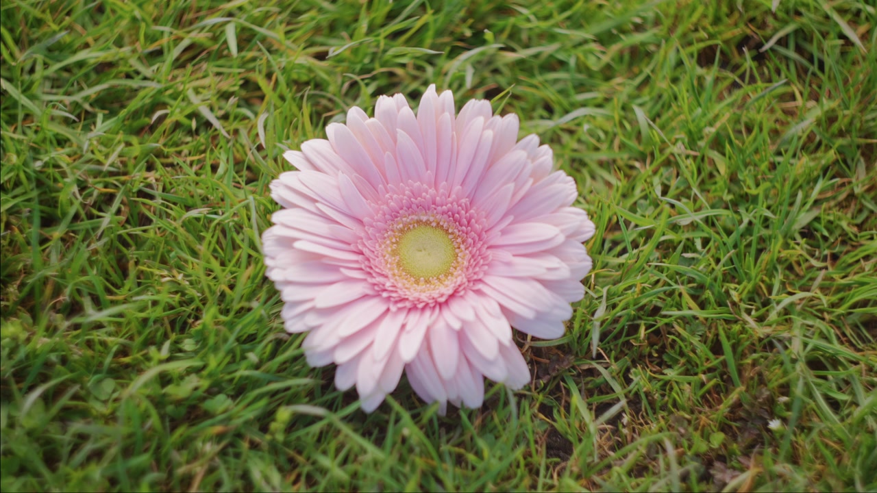 En lyserød gerbera sidder i nærbillede, omgivet af frodigt grønt græs.