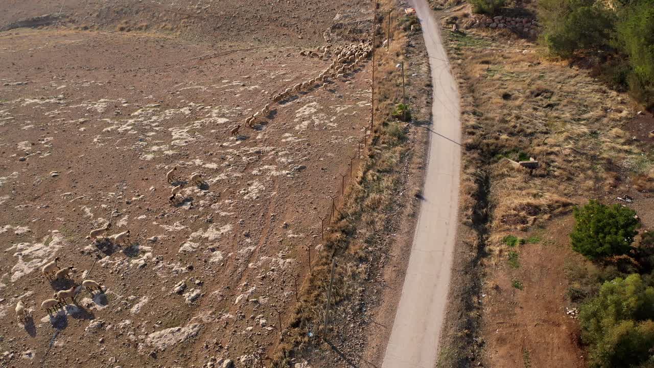 Sheep Grazing on a Mountainous Road