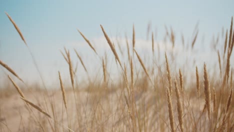 Golden-beach-grass-growing-on-a-sandy-beach-on-a-hot-summer-day