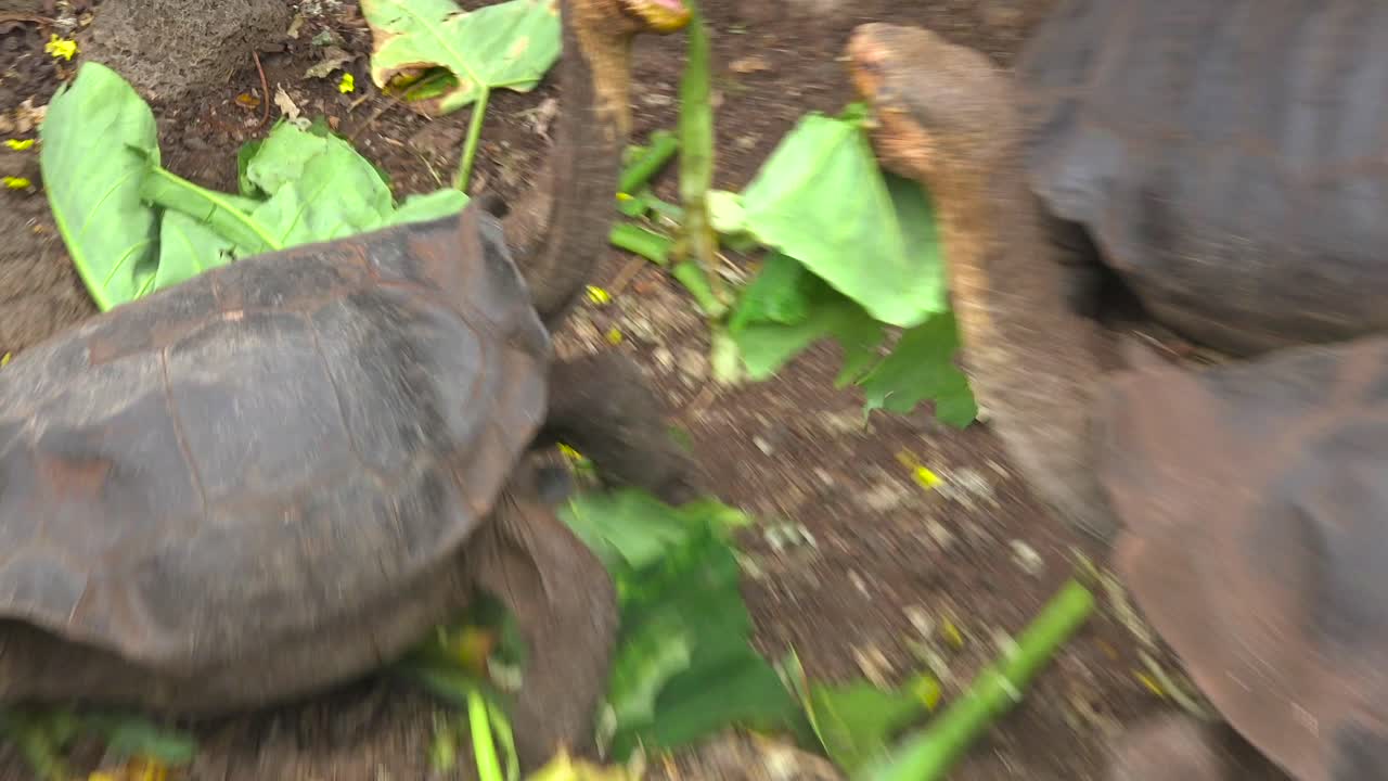 푸에르토 아요라 갈라파고스 에콰도르 4의 찰스 다윈 연구소에서 육지 거북이 녹지를 먹고 있습니다.