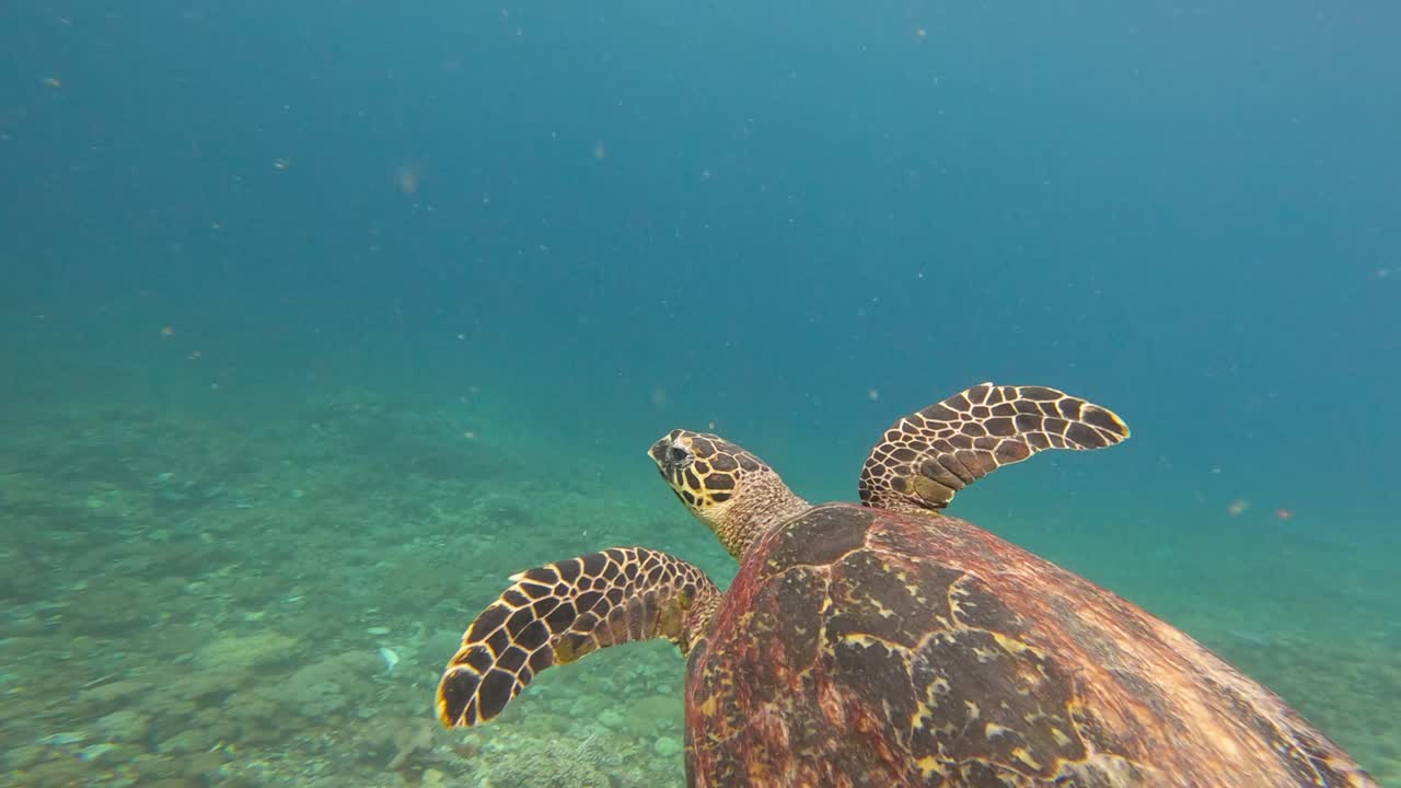 Close-up of Hawksbill sea turtle swimming in blue ocean water