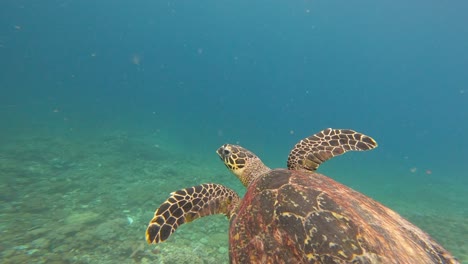 primer plano de la tortuga de mar falcón nadando en el agua azul del océano