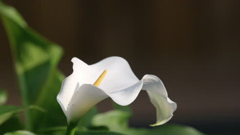 Serenaded-by-the-summer-breeze,-a-pristine-white-calla-lily-dances-amidst-a-backdrop-of-lush-green-leaves