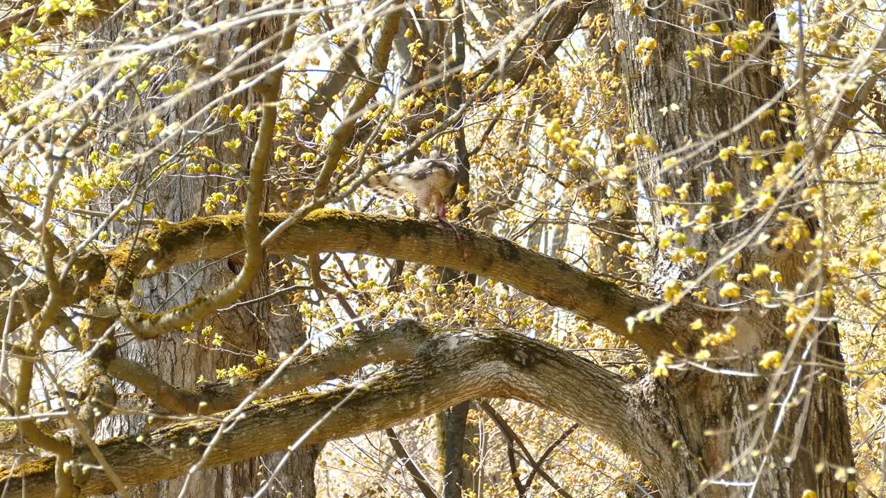 Panning shot of wild eagle sitting on tree branch and eating prey of hunt