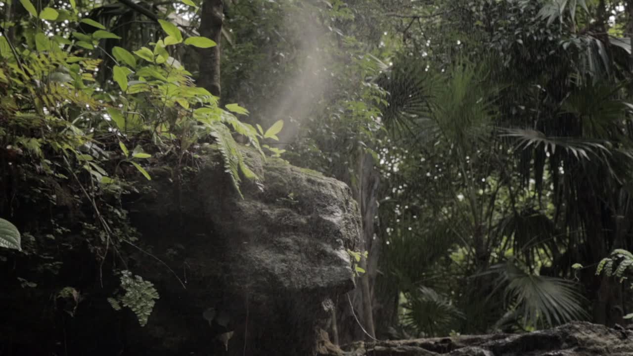 toma panorámica de la selva maya con niebla