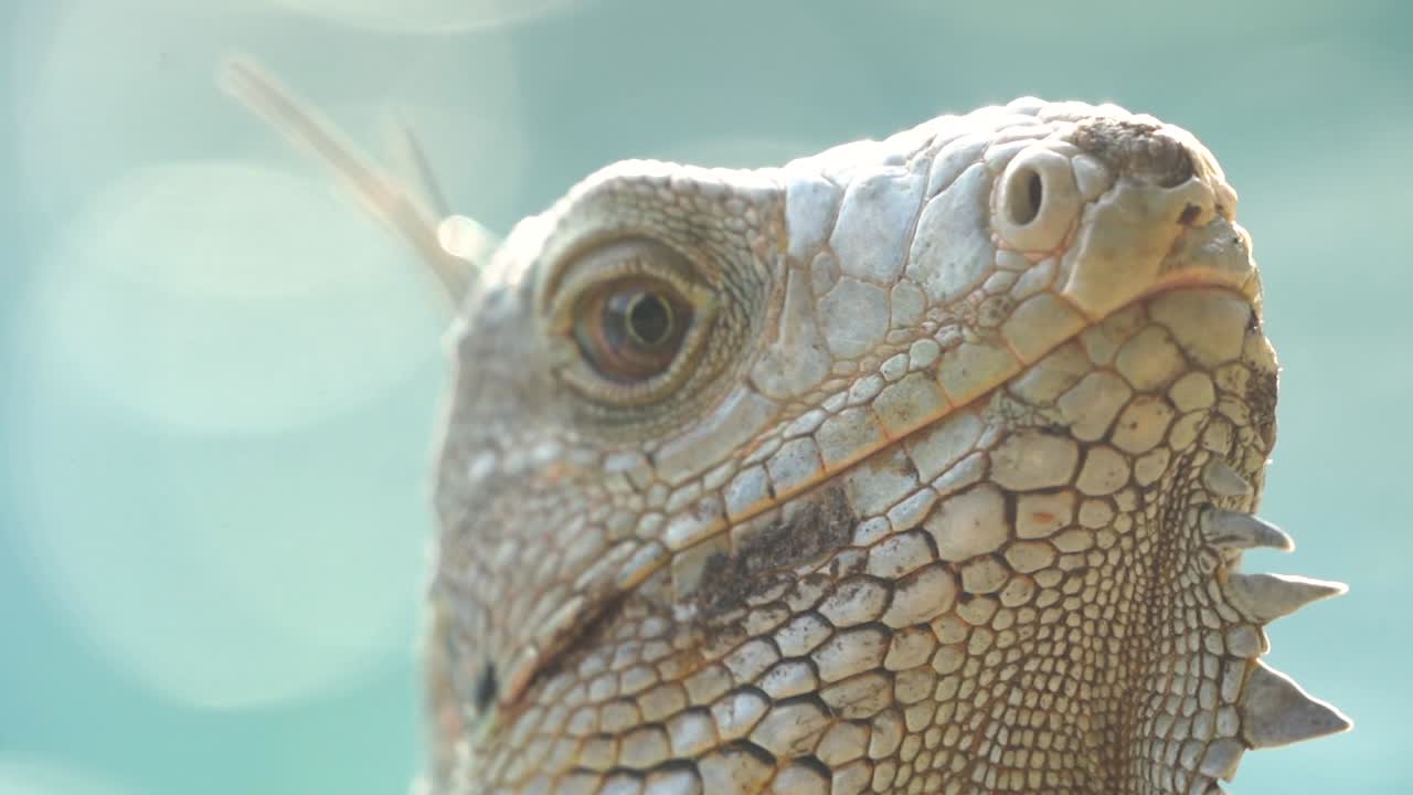 Closeup of a green iguana head with beautiful scale pattern, detail reptile skin