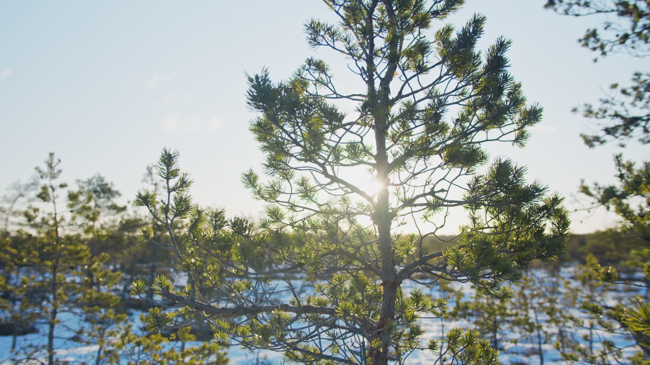 Beautiful sun flares through pine tree branches on a cold winter morning. Nordic nature, Estonia