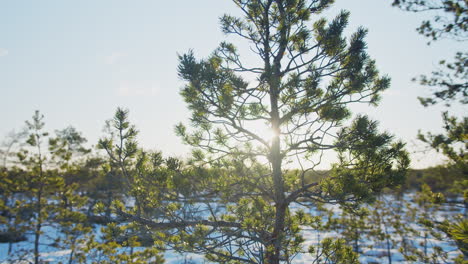 beautiful sun flares through pine tree branches on a cold winter morning. nordic nature, estonia