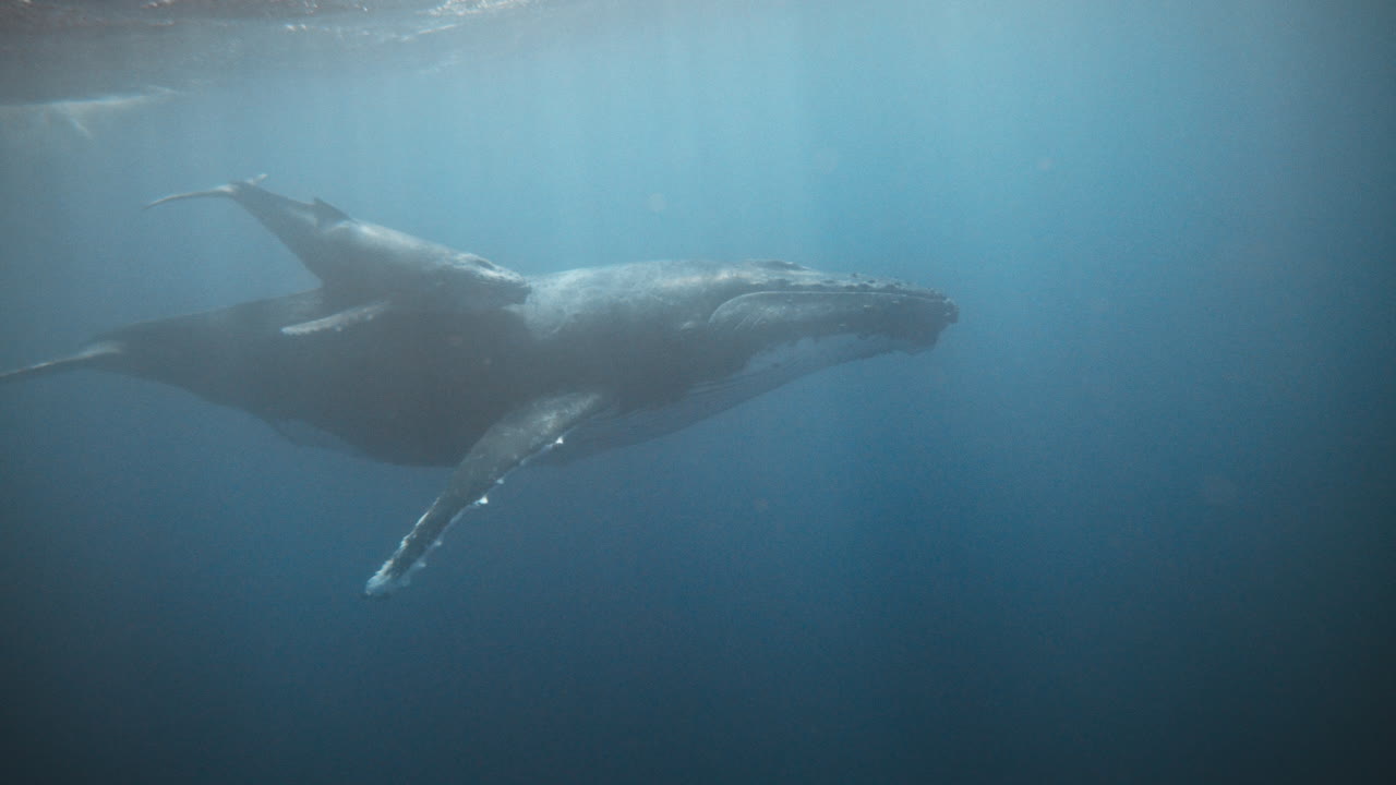 Humpback Whales, Mother And Calf Migration Story