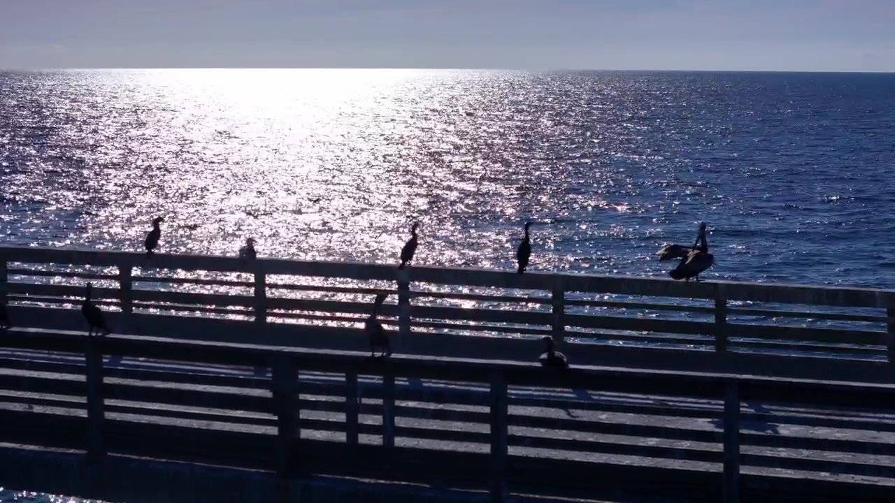 Pelikan dan kormoran bertengger di Dermaga Ocean Beach dengan lautan berkilauan, Ocean Beach, California, AS