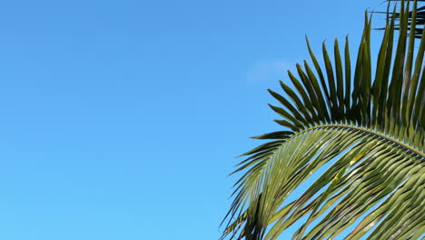 Palm trees move with the breeze against a bright blue tropical sky