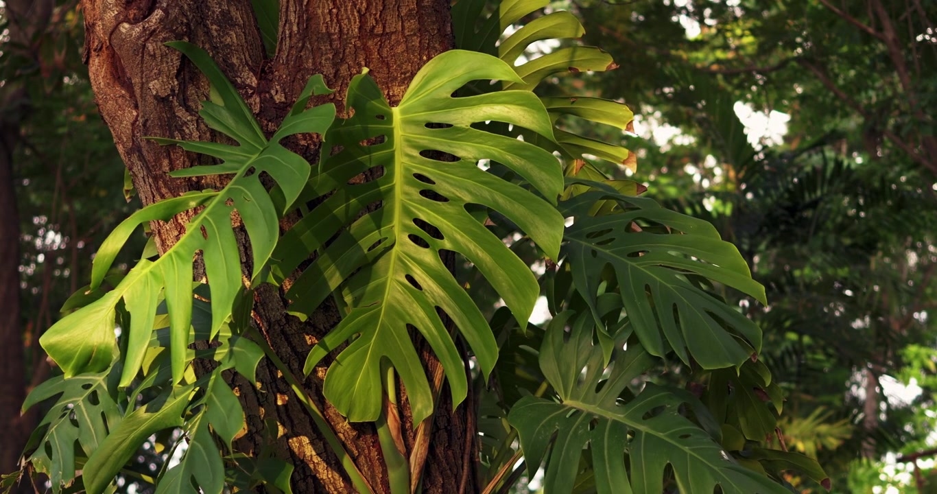 Esplora la bellezza delle rigogliose foglie di Monstera su uno sfondo di foresta vibrante.