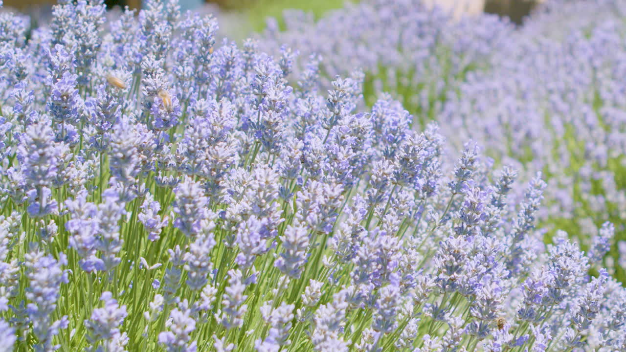 Giorno luminoso, soleggiato e ventoso mentre le api impollinano la lavanda