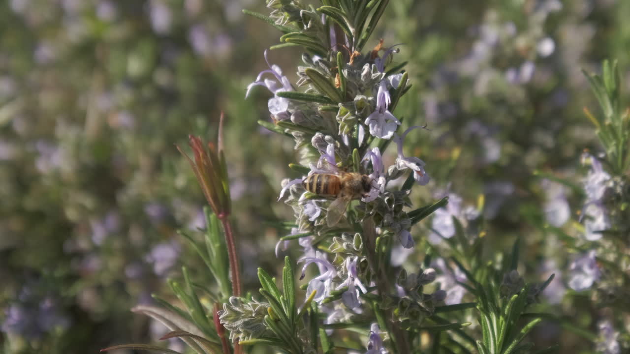 봄 날에 꽃을 수분시키는 꿀벌