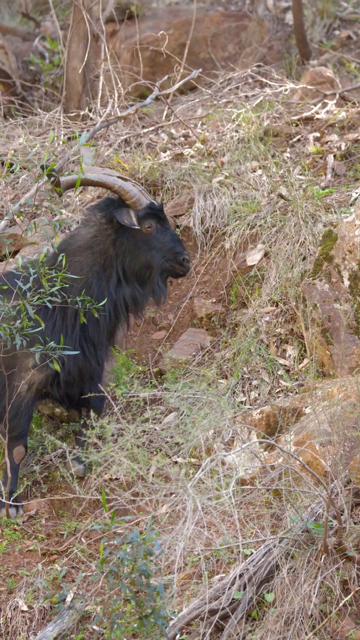 Una capra selvatica nera con grandi corna si arrampica su un pendio roccioso e boscoso in Australia