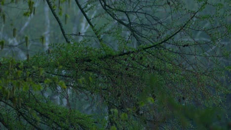 female canada warbler jumping on tree branch in moody and wet forest area