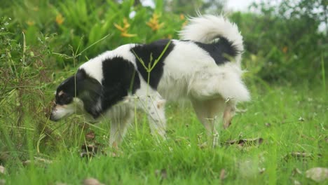 perro olfateando plantas en la hierba. collie de la frontera