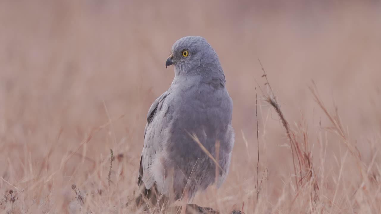 Male Montagu's Harrier rests in golden evening grass, scanning the horizon before nightfall. roosting at dusk
