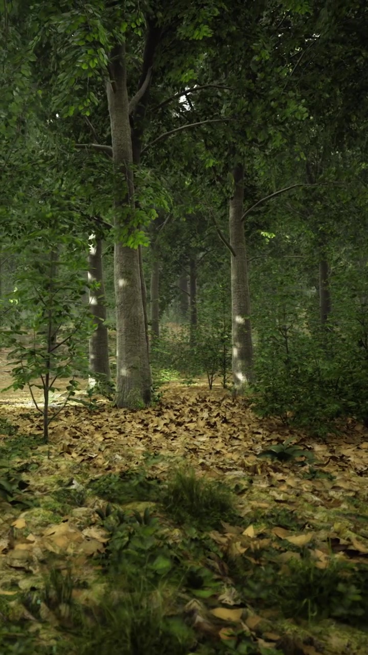 Scena nella foresta con alberi e foglie cadute di giorno nella natura