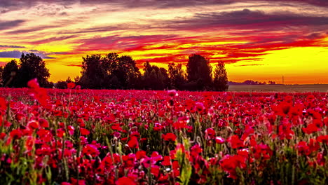 campo de hermosas amapolas rojas bajo el ardiente y vívido cielo del atardecer