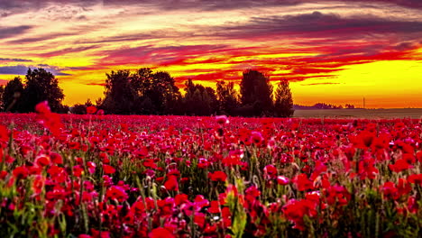 field of beautiful red poppies under fiery vivid sunset sky