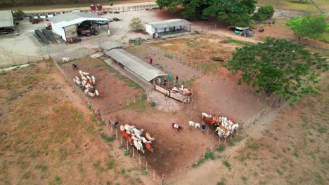 aerial of cows roaming freely on a venezuelan cattle farm with dry grassy fields