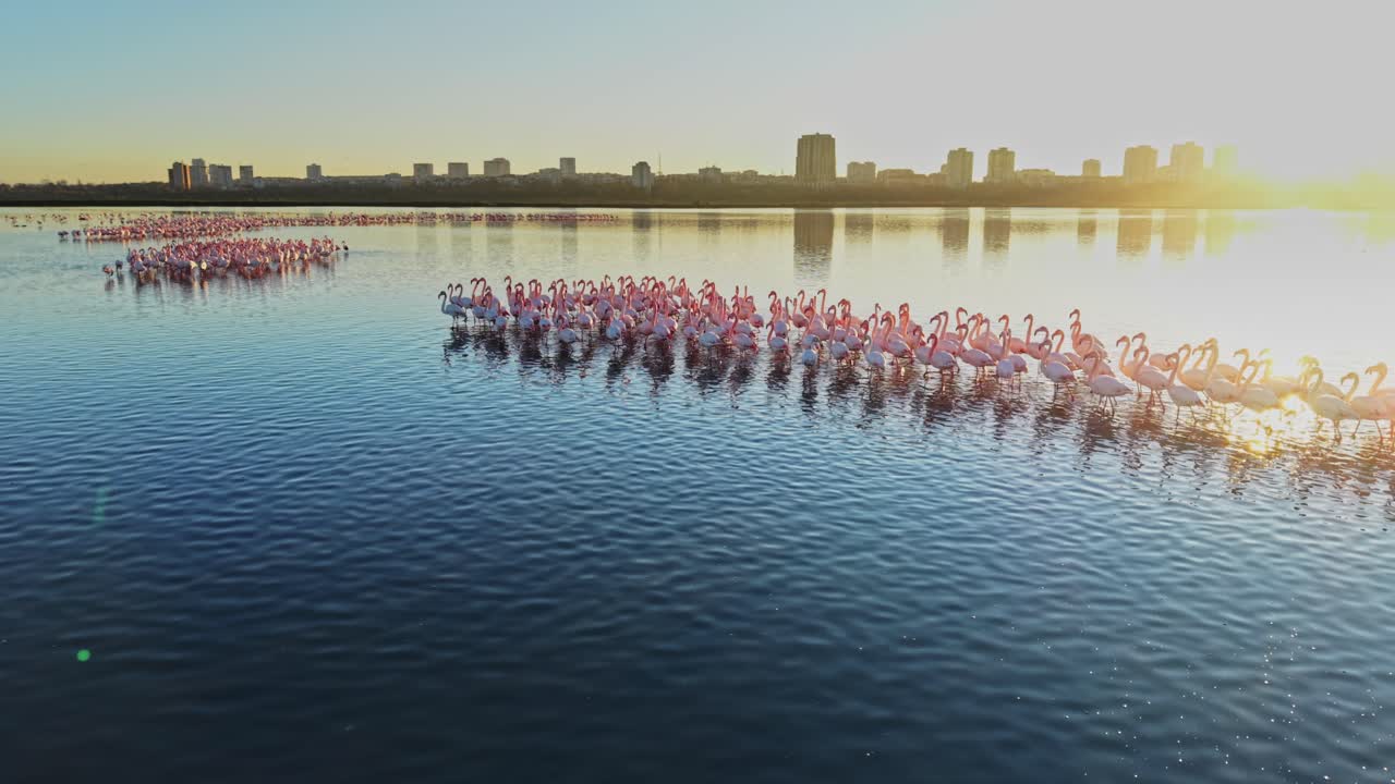 Large group of flamingos gathered near water at sunset in urban setting