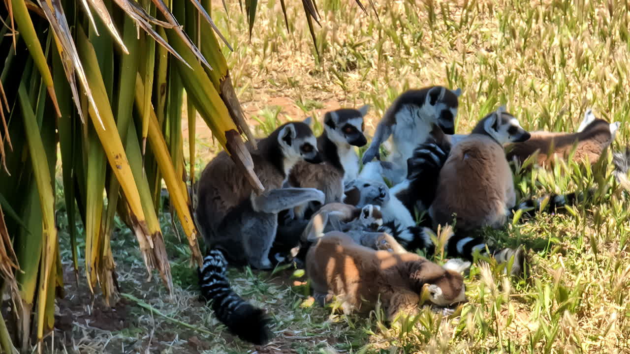una familia de lémures de cola anillada descansando en la hierba bajo una planta de yuca