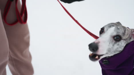 dog owner wearing gloves and winter jacket holding red leash tightly during cold snowy day, close-up of hands and outerwear detail, preparing for dog walk in frosty outdoor setting with snow visible