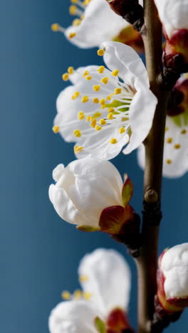 close-up of white spring blossoms