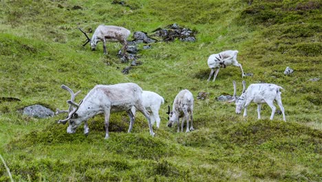 reindeer