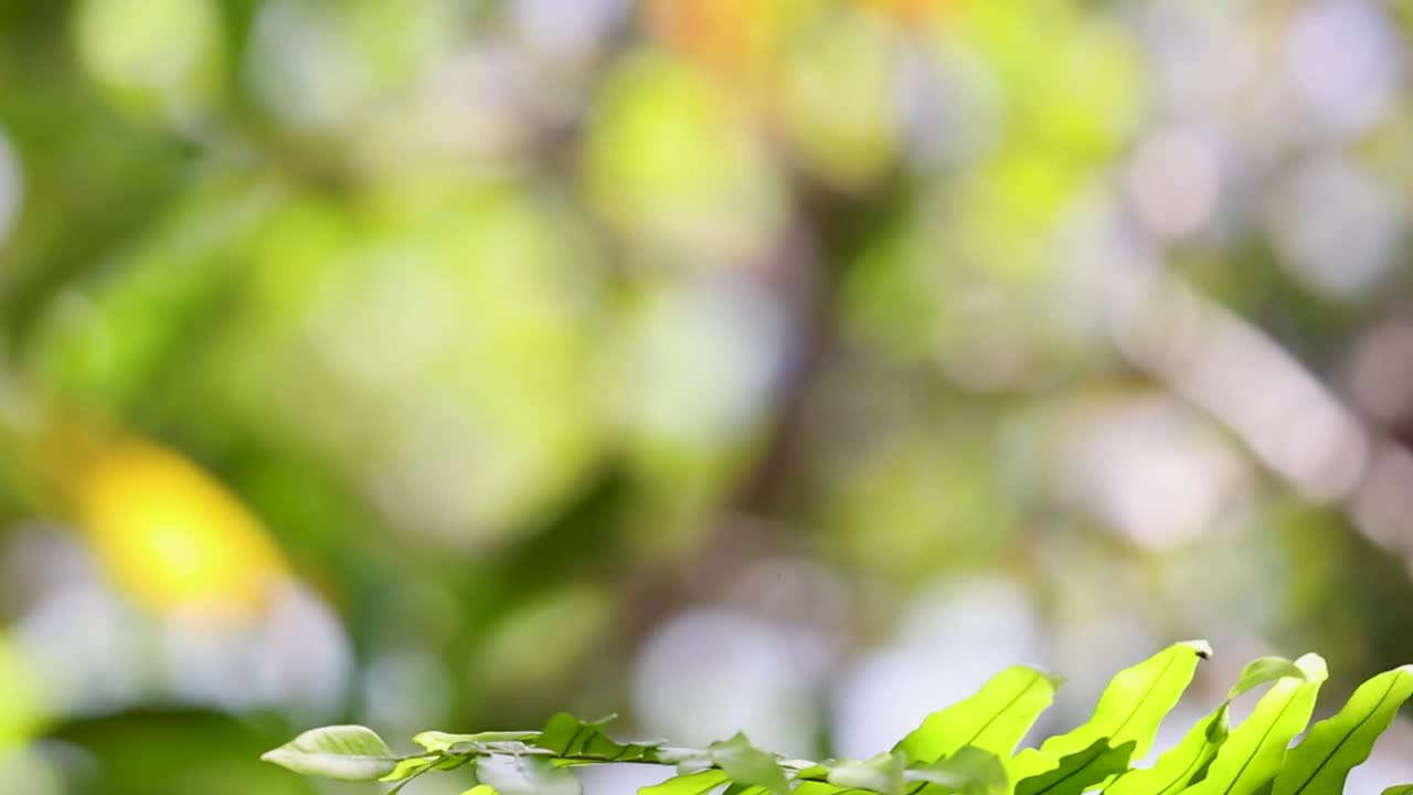 Bright green fern leaves gently sway with a blurred, colorful background in natural sunlight.