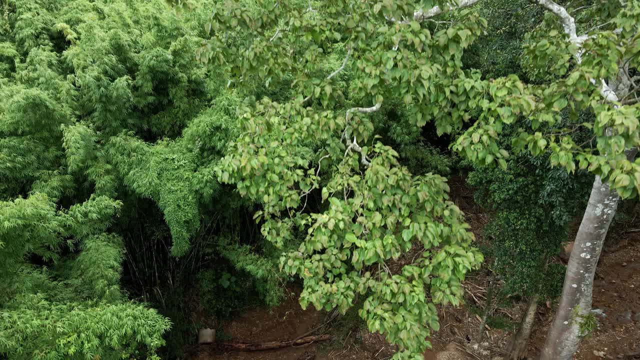 정글 한가운데 울창한 대나무 숲이 있는 키 큰 열대 나무의 공중 드론 샷