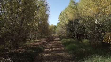 álamos en el área de restauración en la región del delta del río colorado en méxico