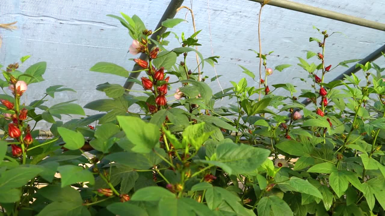 온실에 꽃이 피다