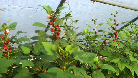 flowers bloom in a greenhouse