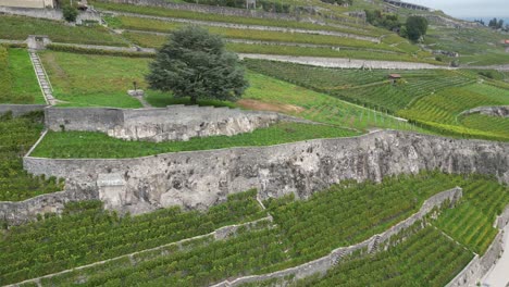 Panorámica-Aérea-Alrededor-De-Un-árbol-En-Lavaux,-Viñedos,-Suiza