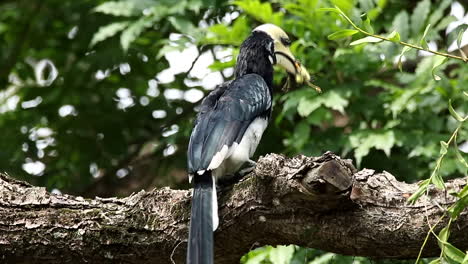 Orientalischer-Rattenhornvogel,-Der-Sich-Von-Sunbird-Ernährt