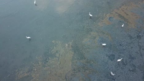 Fly-over-the-habitat-egret-birds-at-polluted-swamp.