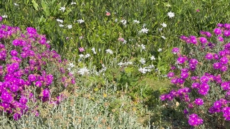Lilla blomster og hvide blomster på en eng på en frodig græsplæne