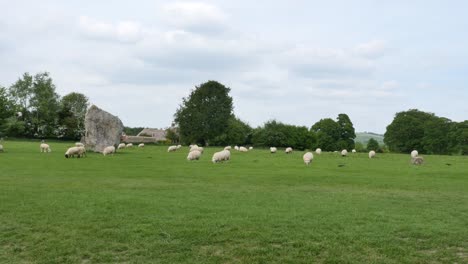 schafe weiden am avebury stone circle, ein neolithisches denkmal in england