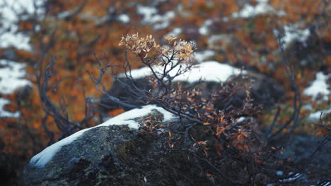 close-up of a rocky terrain partially covered in snow, highlighting patches of red and brown autumn plants