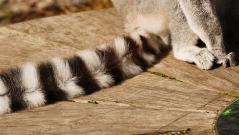 lemur moving on a wooden platform