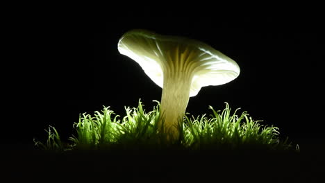 hermoso hongo blanco con tapa de cera liberando pequeñas esporas en un eje de luz